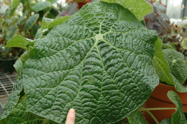 B. paulensis